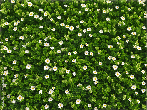 Floral Delight: Small Flowers in Sunlit Nature. generative AI