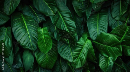 closeup nature view of green leaf and palms background. abstract green leaf texture, nature dark tone background, tropical leaf.jpeg 