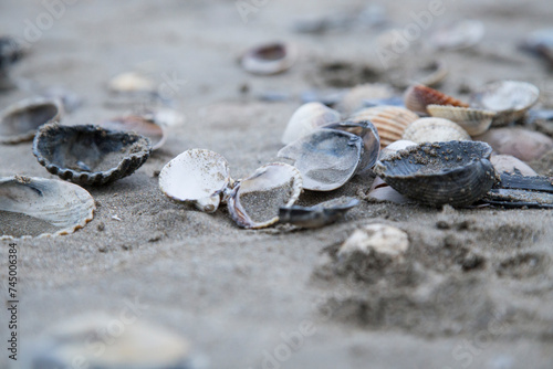 Strand, Sand, Muscheln
