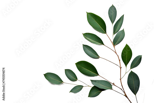 leaves eucalyptus. border frame design isolated on white background