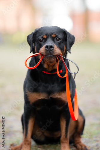 Beautiful black and tan rottweiler outdoor with biothane orange collar, calm blurred background. Close up pet portrait.