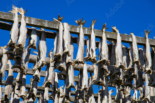 Cod fish drying on traditional wooden racks in the sun in Lofoten Islands, Norway, Europe