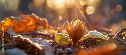 A detailed view of a horse chestnut sprout with vibrant green leaves lying on the ground, illuminated by the spring sun.