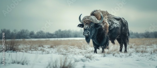 A large bull bison, similar to the ancient aurochs bison, stands in a snowy field during the winter season. The majestic creature is surrounded by a blanket of white snow, showcasing its impressive