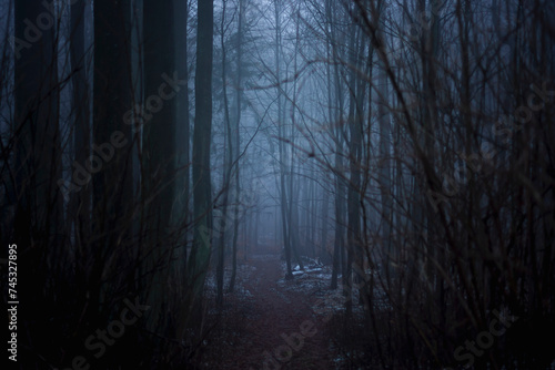 Ciemny las podczas mgły wieczór zło horror straszny mroczny klimat na helloween