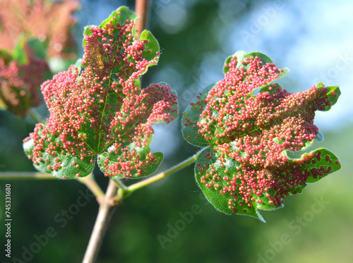 Aceria myriadeum is a species of mites in the family Eriophyidae and genus Aceria on the leaves of the field maple (Acer campestre).