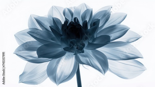 X-ray image of dahlia. Photocopy of flowers in black and white