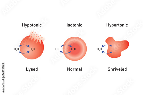 Water Balance in Animal Cells Scientific Design. Vector Illustration.