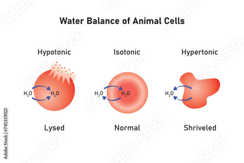 Water Balance in Animal Cells Scientific Design. Vector Illustration.