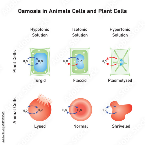 Osmosis in Animal Cells and Plant Cells Scientific Design. Vector Illustration.