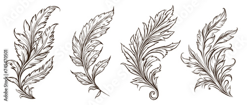 Collection of drawn vintage quill feather. Sketch illustration