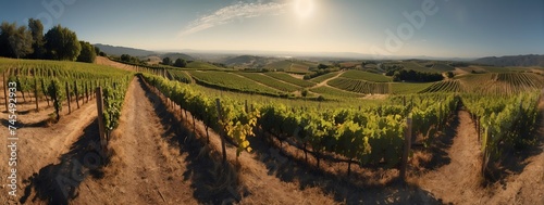 Amazing panoramic view of a vineyard from Generative AI