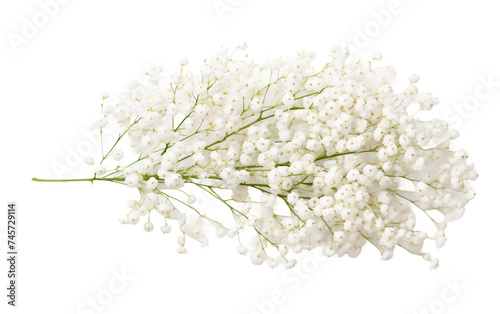 Fragile Baby's Breath Flowers Arranged with Delicate Finesse Isolated on Transparent Background PNG.