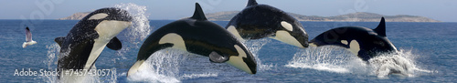 Schwertwal (Orcinus orca) auch Orca, Killerwal, Gruppe sprung aus Wasser, Panorama 
