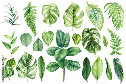 Watercolor tropical plants leaves set isolated white background. Watercolor hand drawing Botanical painting for design