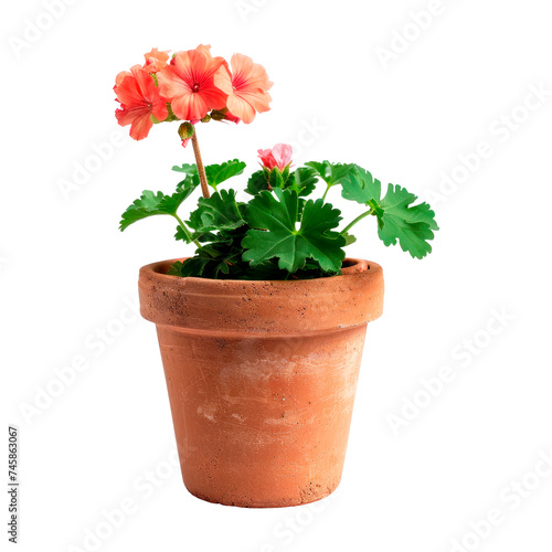 Flowering geranium in a clay pot. Isolated on transparent background.