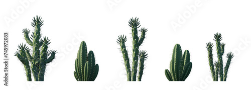 Austrocylindropuntia subulata eve's needle cactus opuntia and Cereus repandus (Cereus peruvianus) columnar set frontal isolated png on a transparent background perfectly cutout high resolution