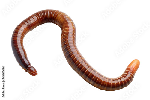 earthworm isolated on a transparent background