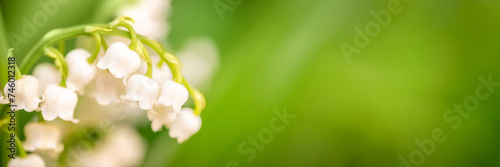 Lily of the valley flower close up, green nature panoramic background. May 1st web banner, Labor Day or May Day header with copy space
