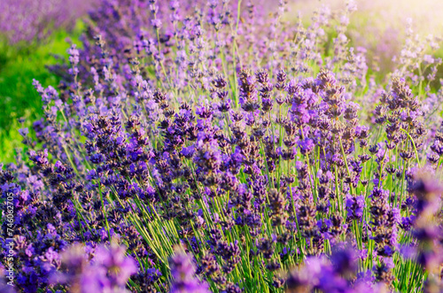 Lavender flowers in field Soft focus Close-up image meadow background countryside light Great image for stationery covers postcards banners posters Spicy herb Purple Aromatherapy Rays of setting sun