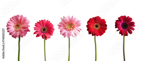 Colorful gerbers flowers isolated on transparent. Set of colorful daisies