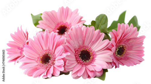 blooming beautiful pink flower gerbera isolated on transparent background