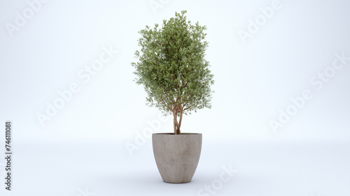olive tree in the pot isolated on white background.