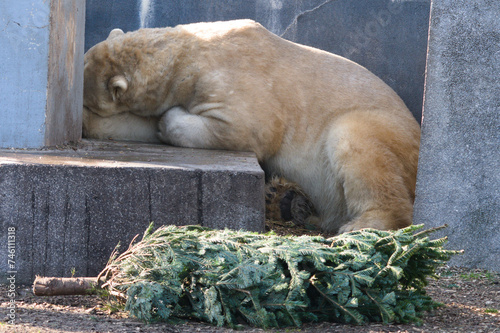 Śpiący niedźwiedź polarny w Zoo Warszawa