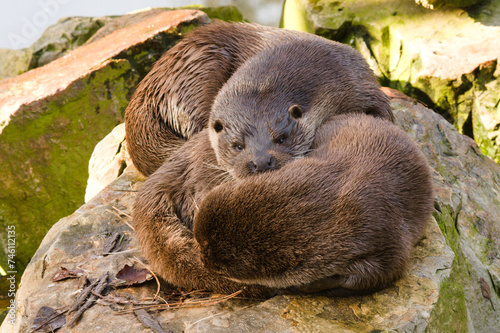 Przytulone śpiące wydry w Zoo Warszawa