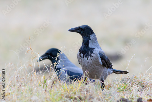 hooded crows in faded field