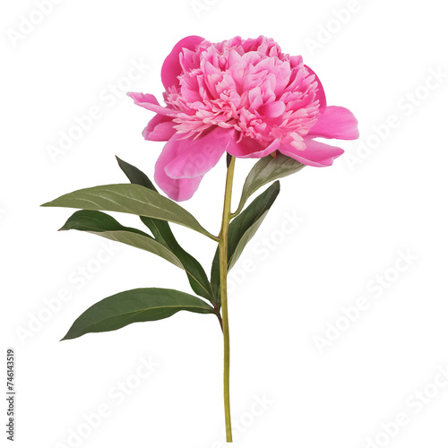 Beautiful peony flower isolated on white background