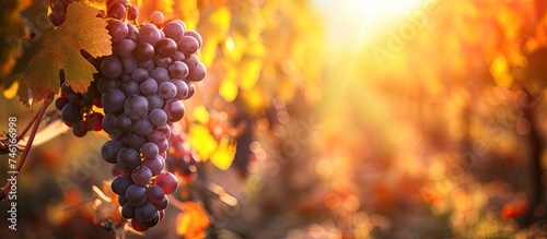 A cluster of grapes hangs from a vine on a sunny day.
