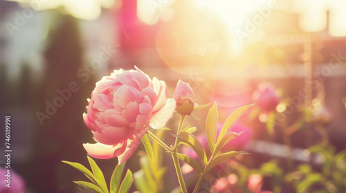 The delicate petals of a pink peony unfolding in the warm sun on a rooftop garden. The soft pink hue stands out against the urban landscape offering a moment of calm and beauty.