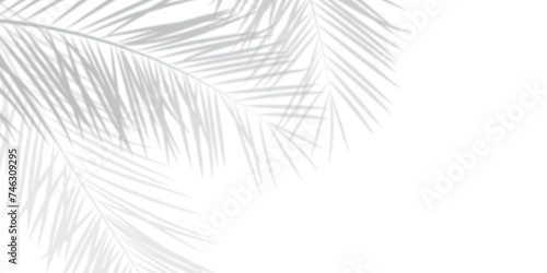 Abstract background of palm leaves or coconut leaves. Natural pattern, gray shadow. Copy space or empty. For advertisements, business cards, brochures transparent backgrounds and png