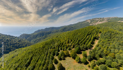 Aerial view of the pine tree plateau of Foros on a bright cloudy day with black sea coast background in Crimean peninsula