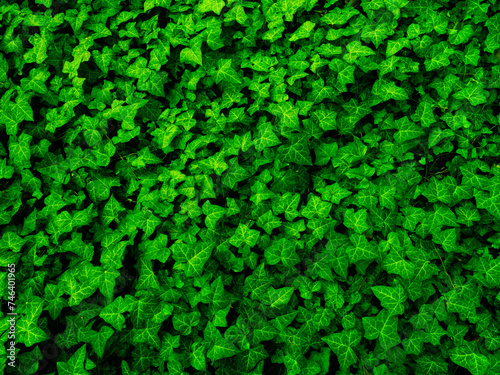 green ivy leaves growing on earth