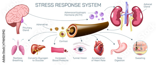 What is Stress response system vector illustration. A stressful situation occurs in the brain and hormones that produce physiological changes in the body.