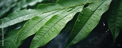 Beautiful green leaves in the damp morning with natural lighting, close up.