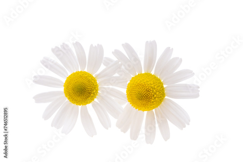 medicinal chamomile isolated