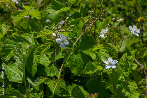 Flower of European dewberry Rubus caesius in the summer