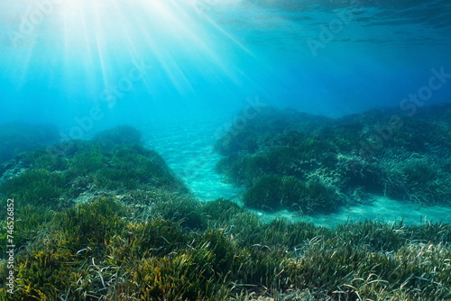 Sunlight underwater on a seabed with seagrass and sand in the Mediterranean sea, natural scene, Costa Brava, Spain