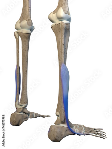 Fibularis brevis of the lateral line 