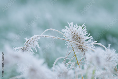 Frosted Pennisetum Plant