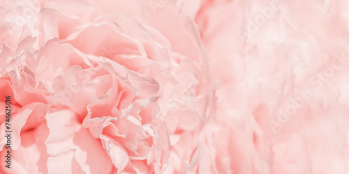Soft focus wide banner, blurred rose color flower peony petals, close up macro nature background. Beautiful bloom backdrop. Pink white flowers top view, flowery wallpaper, pastel floral pattern