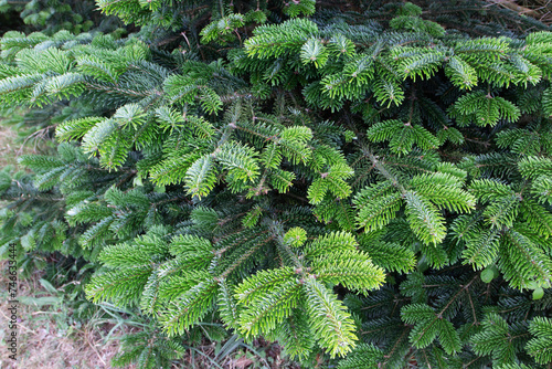Fraser fir or abies fraseri tree banches