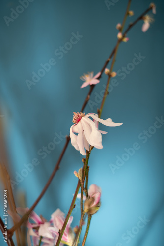 Early spring flower branches blooming inside the house. Macro shoots on a blue background. Easter celebrations. Beautiful details of petals and flowers