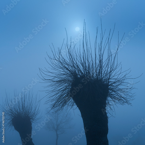 Dehesa de Fresnos (Fraxinus excelsior) pollards in the fog. Forest of the Blacksmith of San Lorenzo de El Escorial. Sierra de Guadarrama. Madrid's community. Spain. Europe