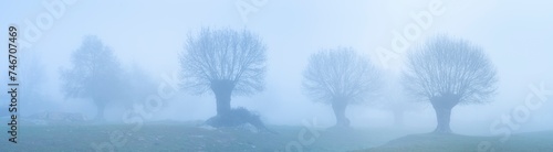 Dehesa de Fresnos (Fraxinus excelsior) pollards in the fog. Forest of the Blacksmith of San Lorenzo de El Escorial. Sierra de Guadarrama. Madrid's community. Spain. Europe