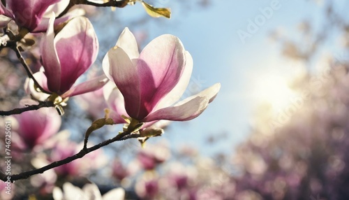 Blooming magnolia tree in the spring sun rays. Selective focus