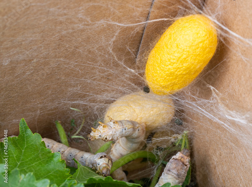 The silkworm is the larva or caterpillar of the domestic silkmoth, Bombyx mori. It is an economically important insect, being a primary producer of silk.